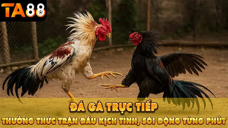da ga truc tiep