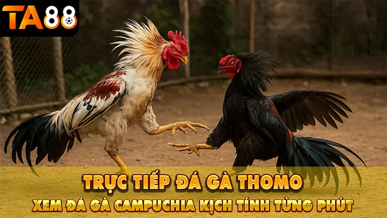 truc tiep da ga thomo